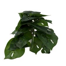 PLANTA C/TUBO PLÁSTICO - 592-540003