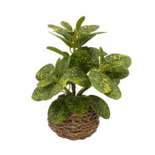 PLANTA C/POTE - 592-540019