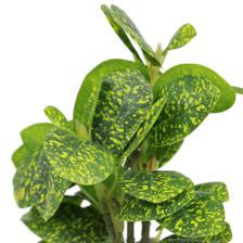 PLANTA C/POTE - 592-540019