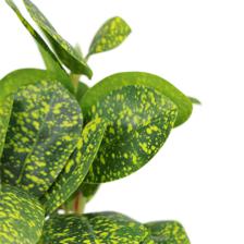 PLANTA C/POTE - 592-540019