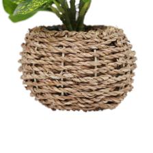 PLANTA C/POTE - 592-540019