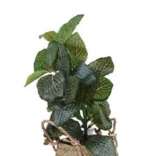 PLANTA C/POTE - 592-540020