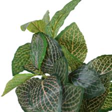 PLANTA C/POTE - 592-540020