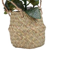 PLANTA C/POTE - 592-540020