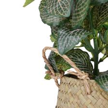 PLANTA C/POTE - 592-540020