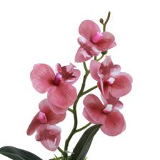 ORQUÍDEA FUCSIA C/POTE - 592-540021