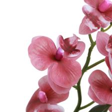 ORQUÍDEA FUCSIA C/POTE - 592-540021