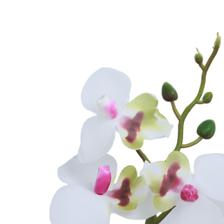ORQUÍDEA BLANCA C/POTE - 592-540024