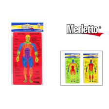 FOMI EDUCATIVO SISTEMA MUSCULAR - 780-4637111