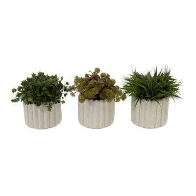 PLANTAS C/POTE 3 SURT 13.5X13.