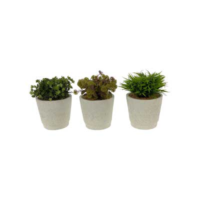 PLANTAS C/POTE 3 SURT 16X16X20