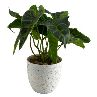 PLANTA C/POTE 26X26X23CM