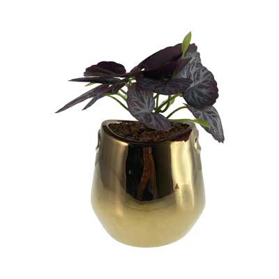 PLANTA 10.5X11.5X18.5CM