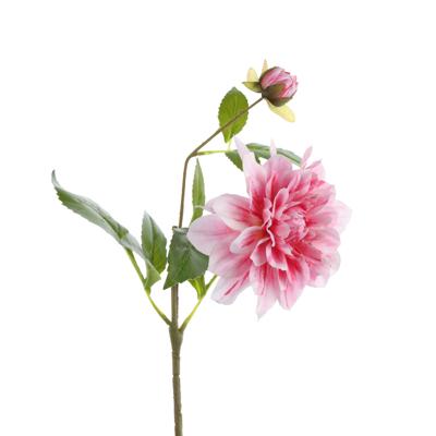 DALIA X60CM