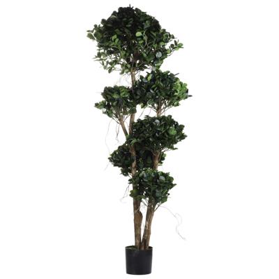 FICUS C/POTE