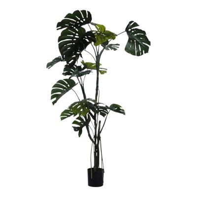 MONSTERA CON POTE 55X55X180CM