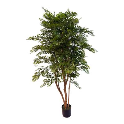 Murraya 180cm con maceta