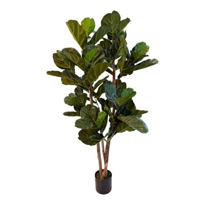 FICUS LIRATA C/POTE