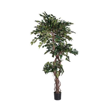 FICUS C/POTE 50X50X200
