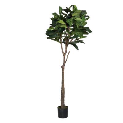 FICUS LYRATA C/POTE 45X45X180