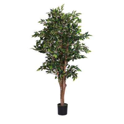 MINI FICUS C/POTE 50X50X180CM