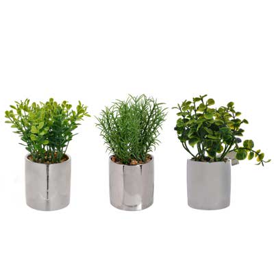 PLANTA C/POTE SURT 3PZ  14CM