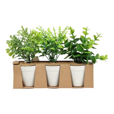 JG  de Eucaliptos con pote 1PZ