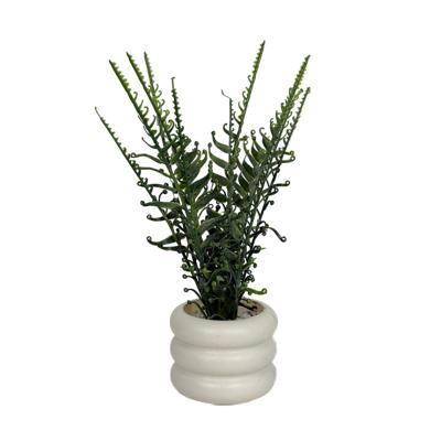 PLANTAS DECOR 10.5X10.5X38CM