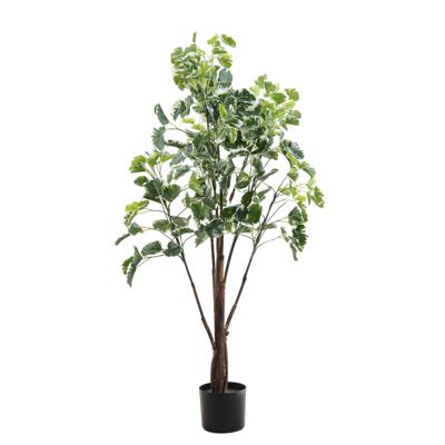 PLANTA CON/POTE