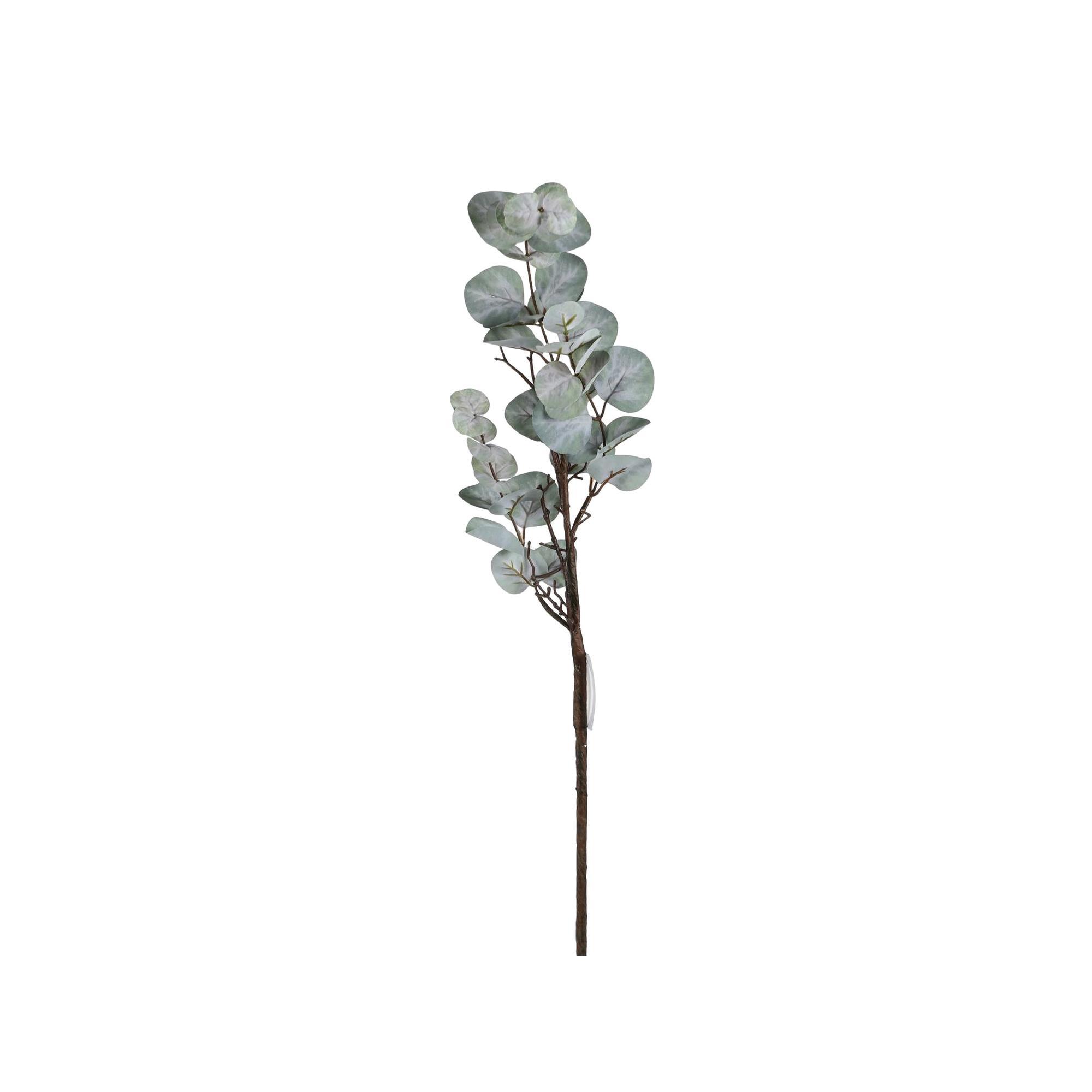 EUCALYPTUS - 420-5910482