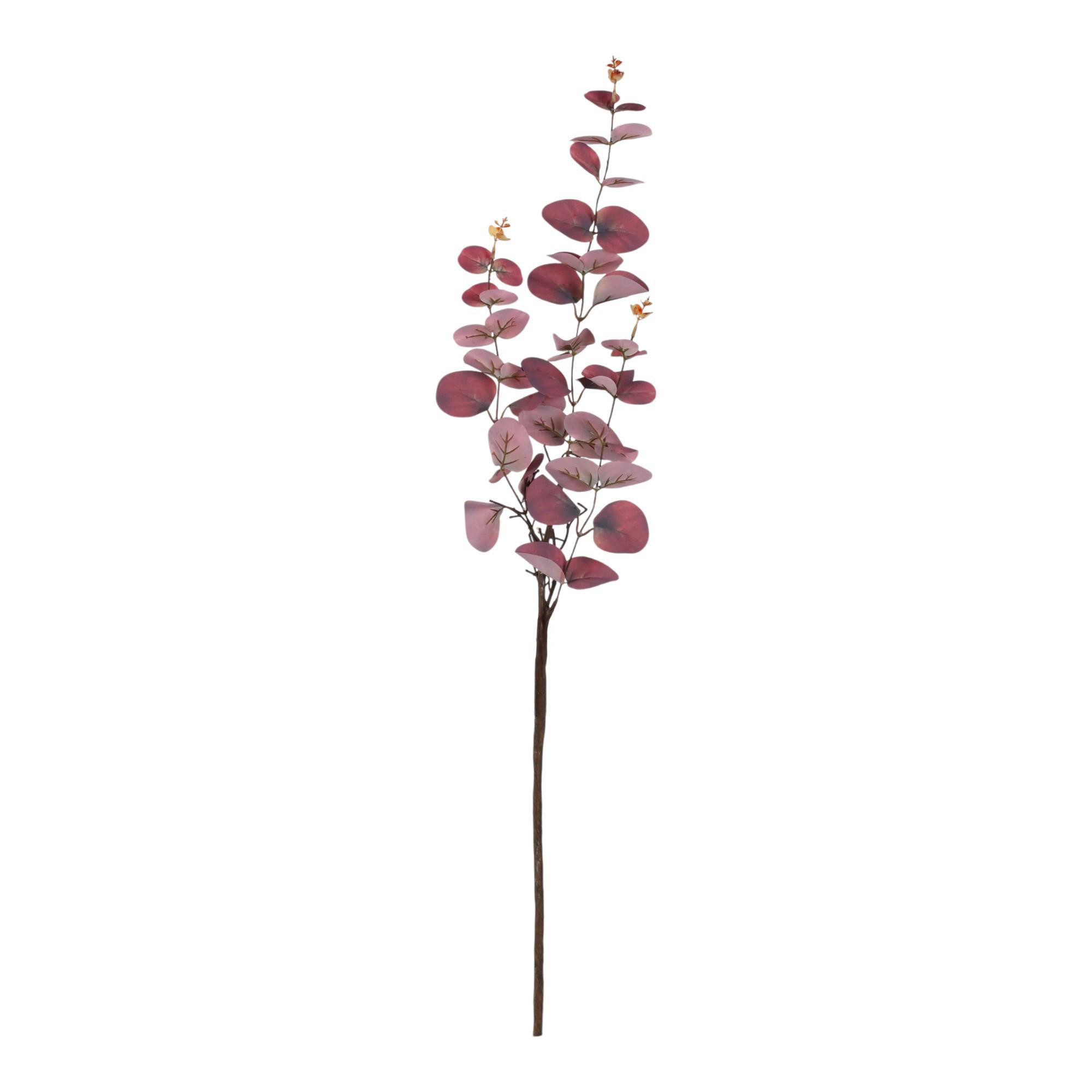 EUCALYPTUS - 420-5910483