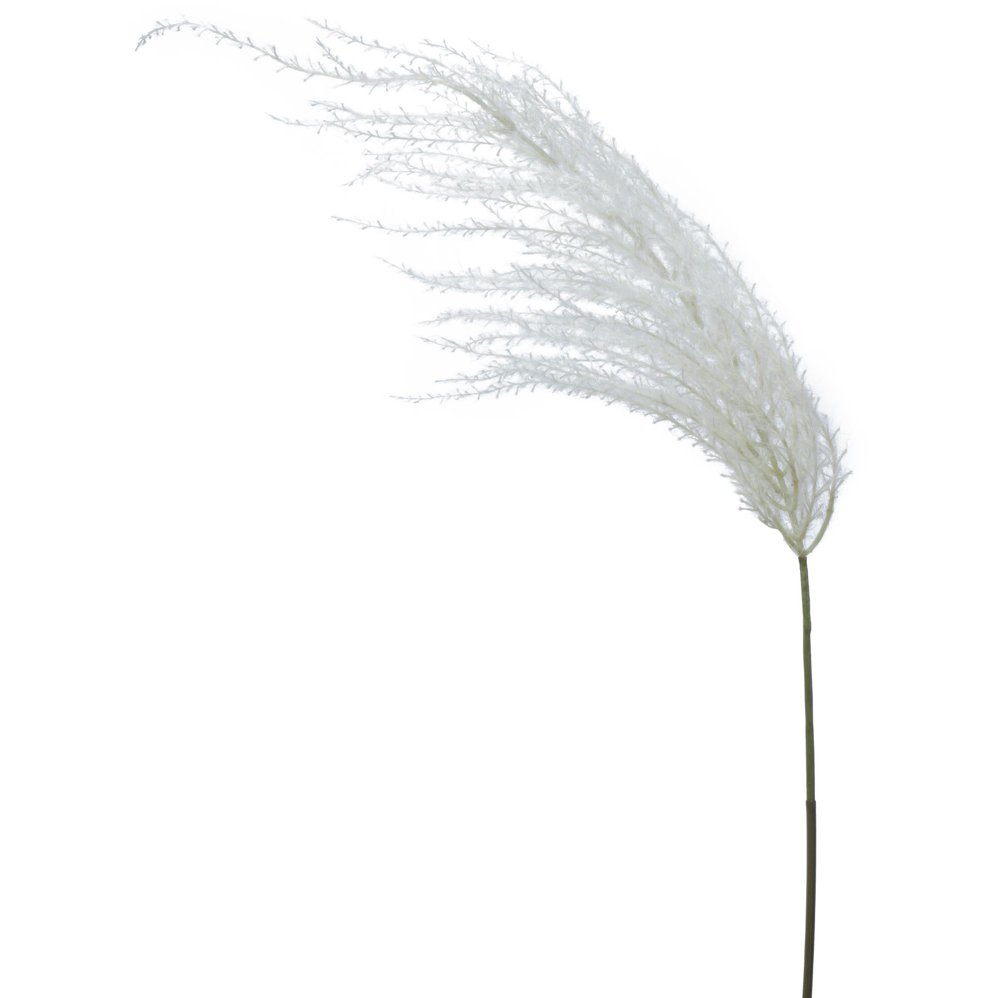 Reed bush - 420-592927