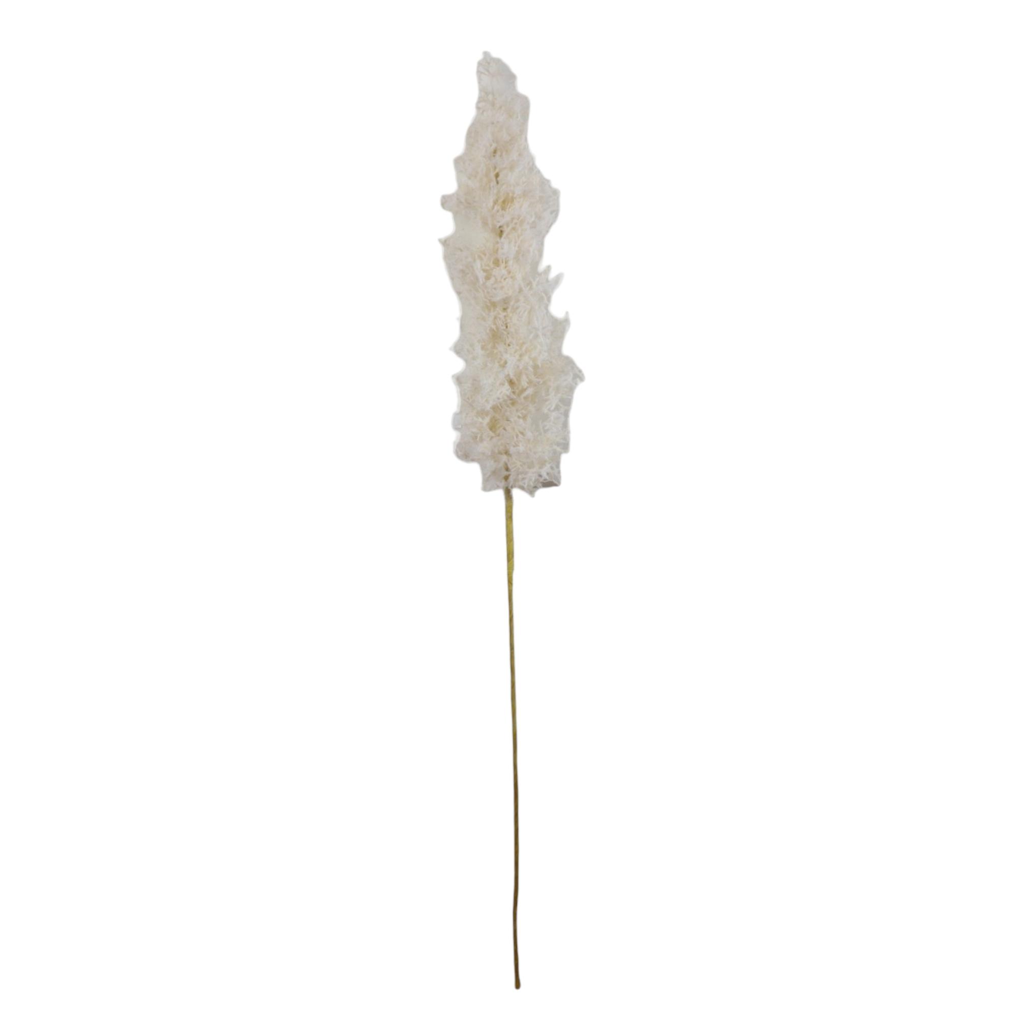 REEDS DCOR - 420-593641