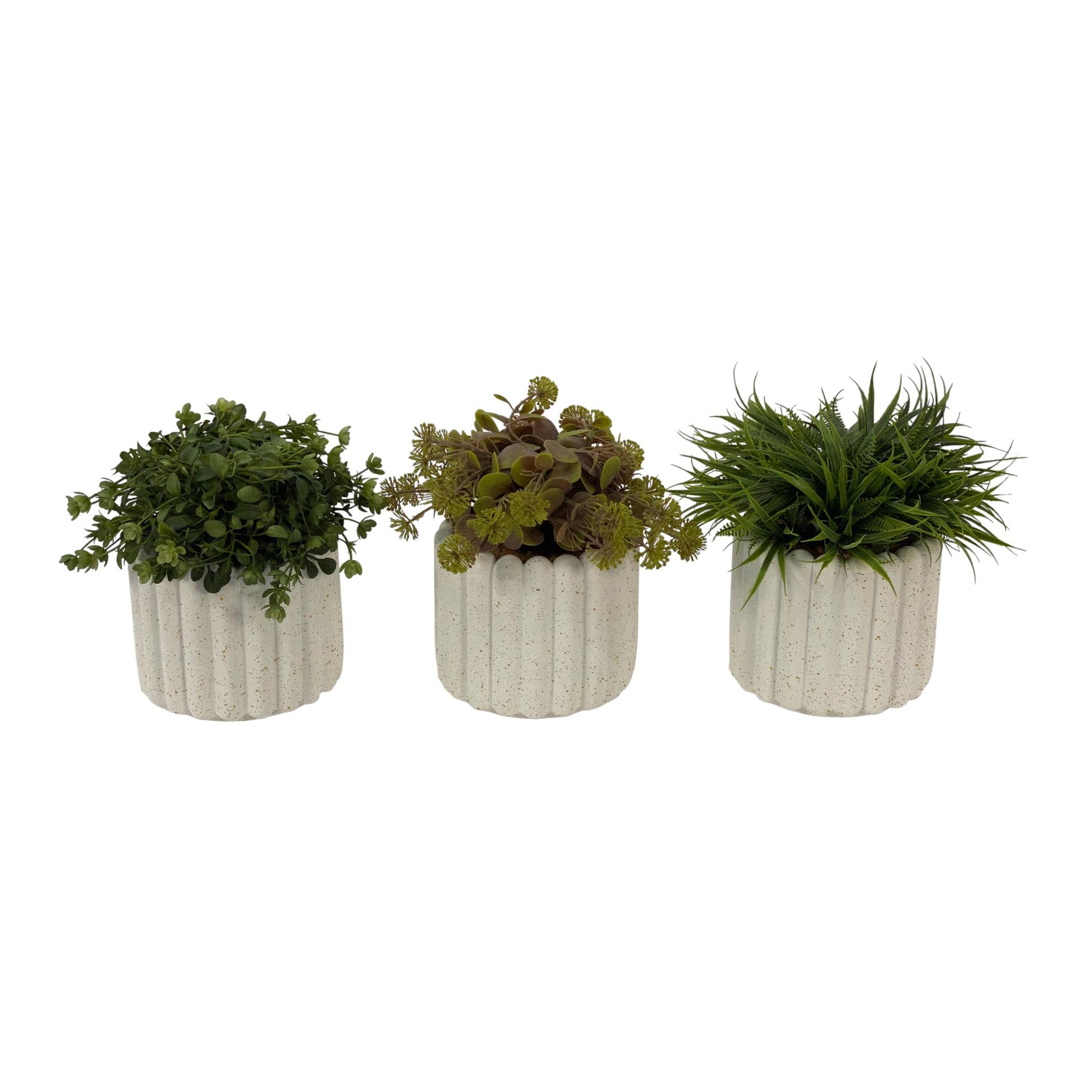 PLANTAS COM VASO 3 SURTO 13,5X13. - 442-281696