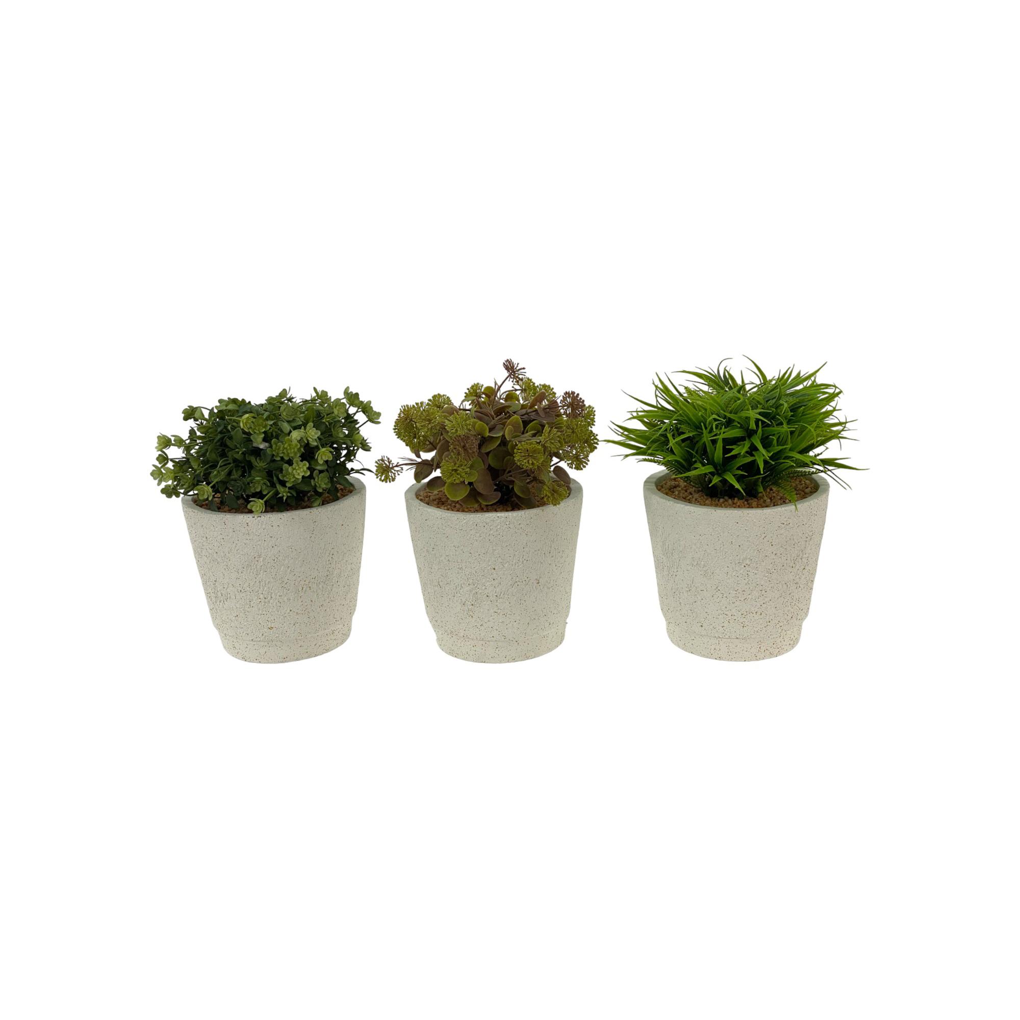 PLANTAS C/POTE 3 SURT 16X16X20 - 442-281697