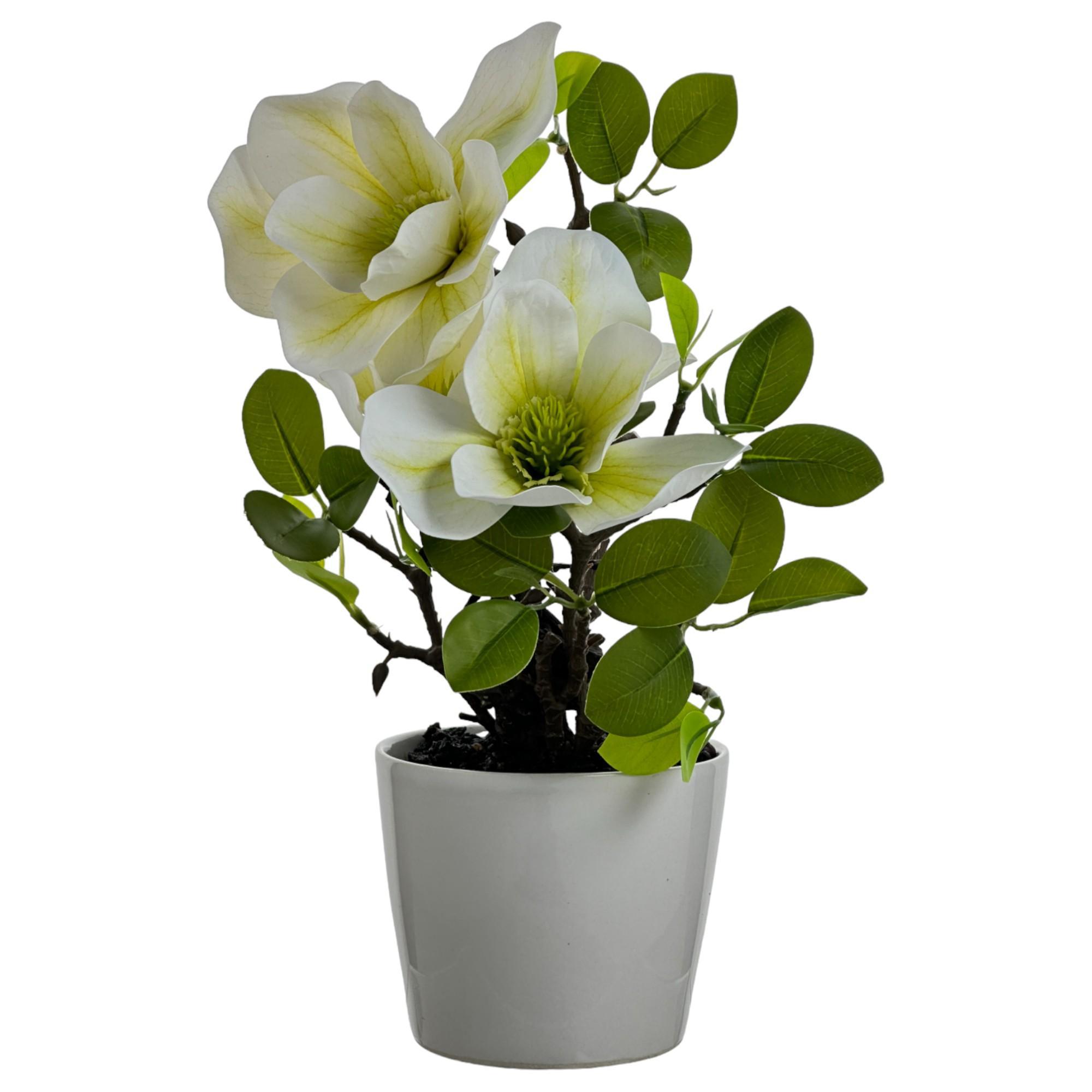 MAGNÓLIA COM PANELA - 449-3710021