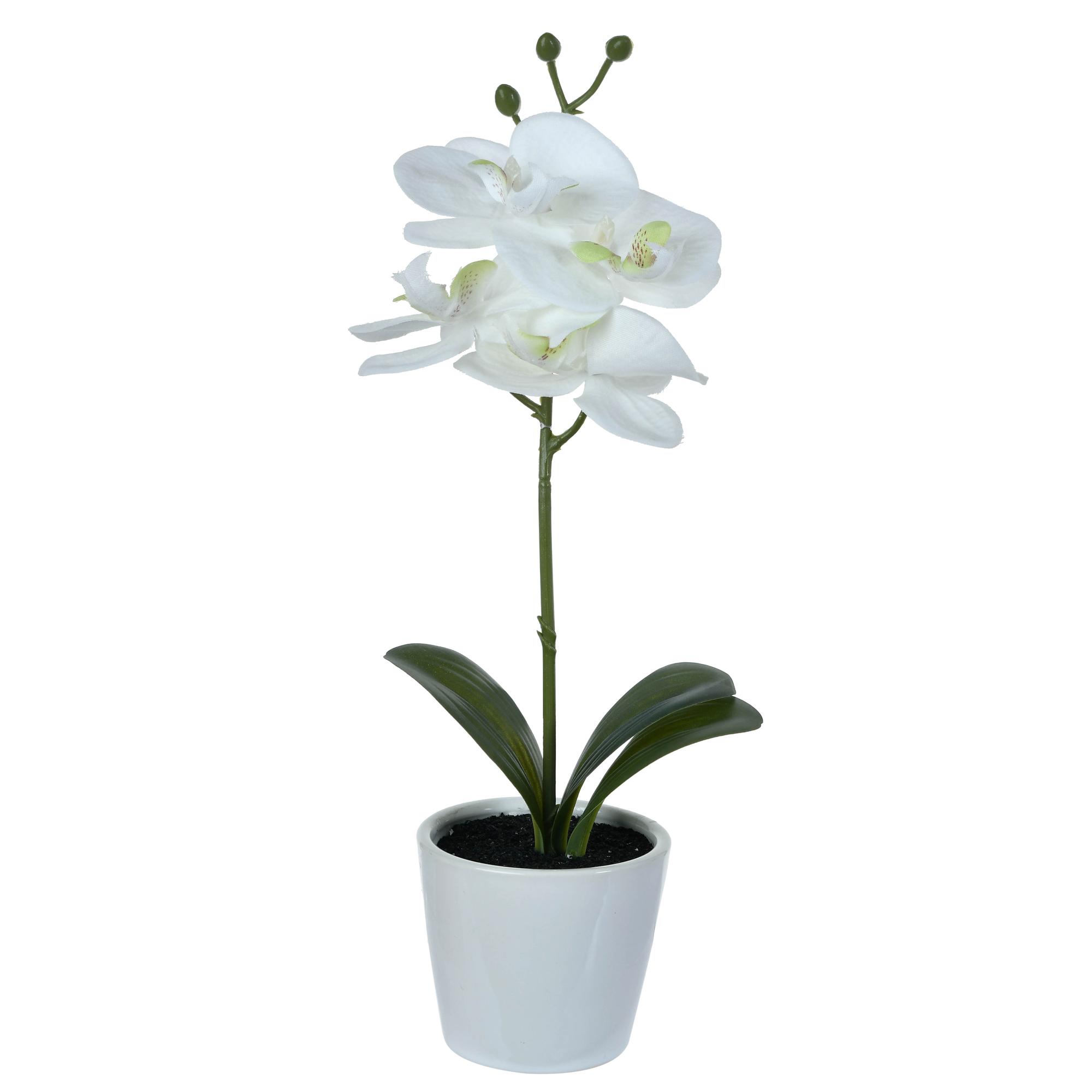 ORQUIDEA C/POTE 30.5 CMH 30.5c - 456-471743