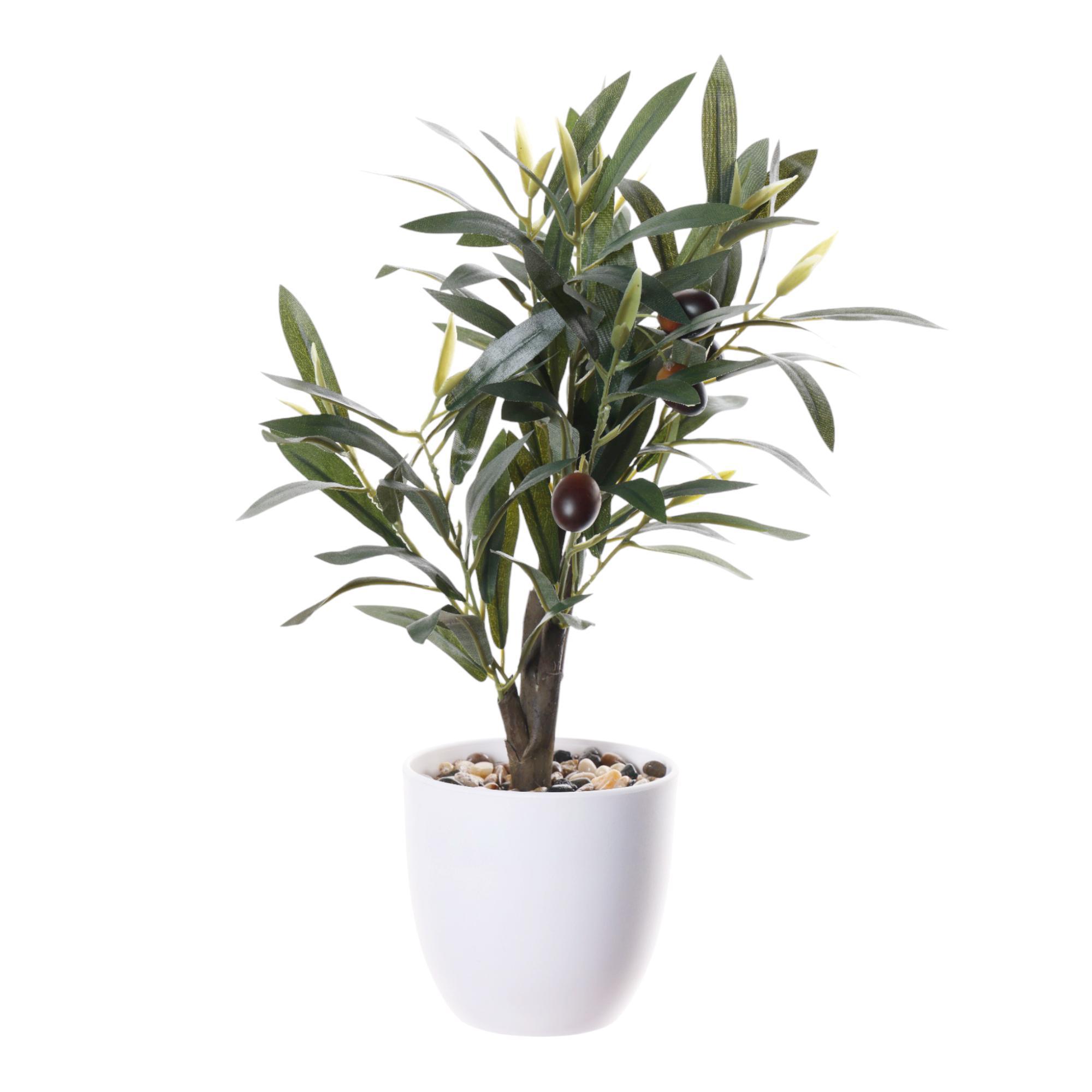 olive in plastic pot - 456-472235
