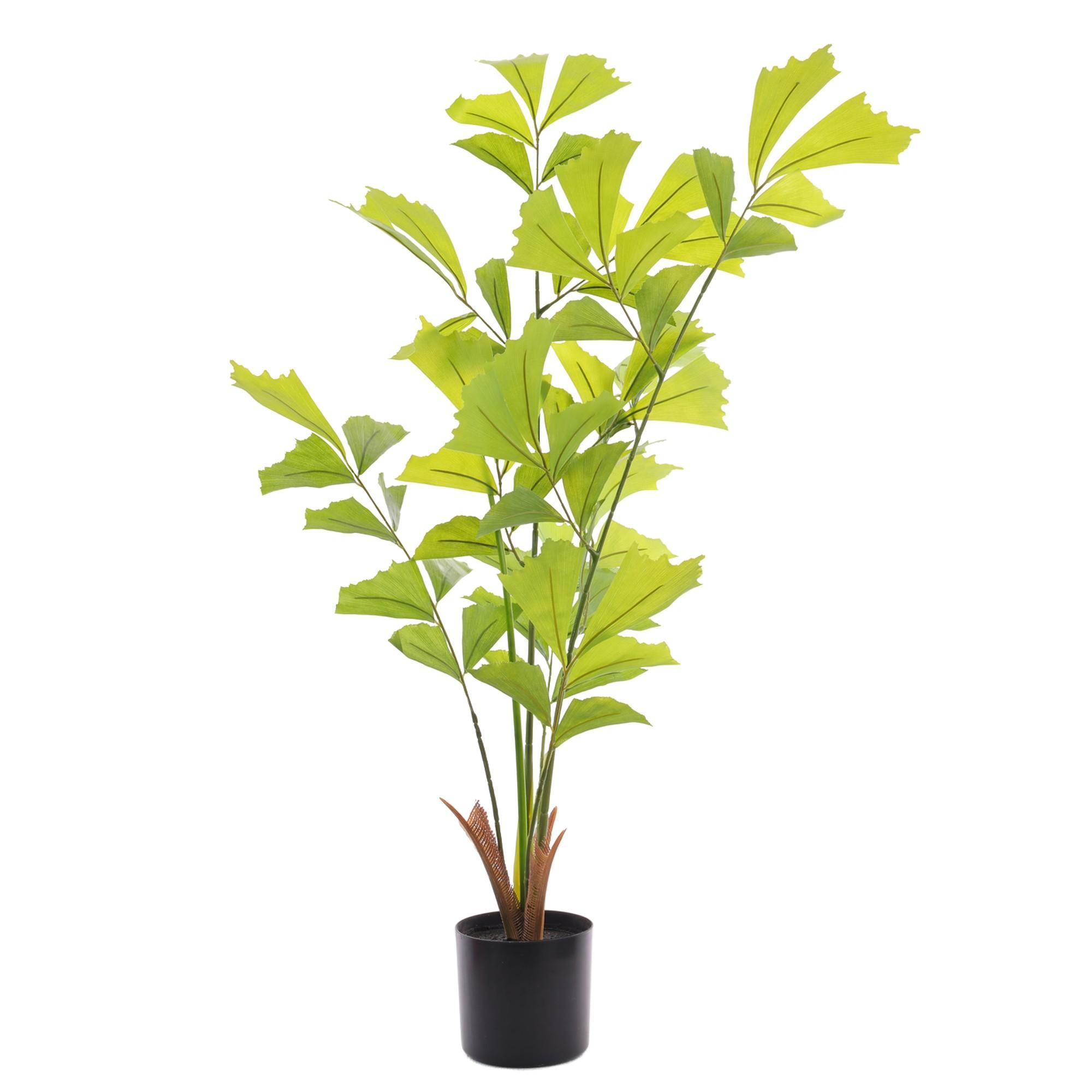 CARYOTA C/POTE 50X65X90CM - 456-503547