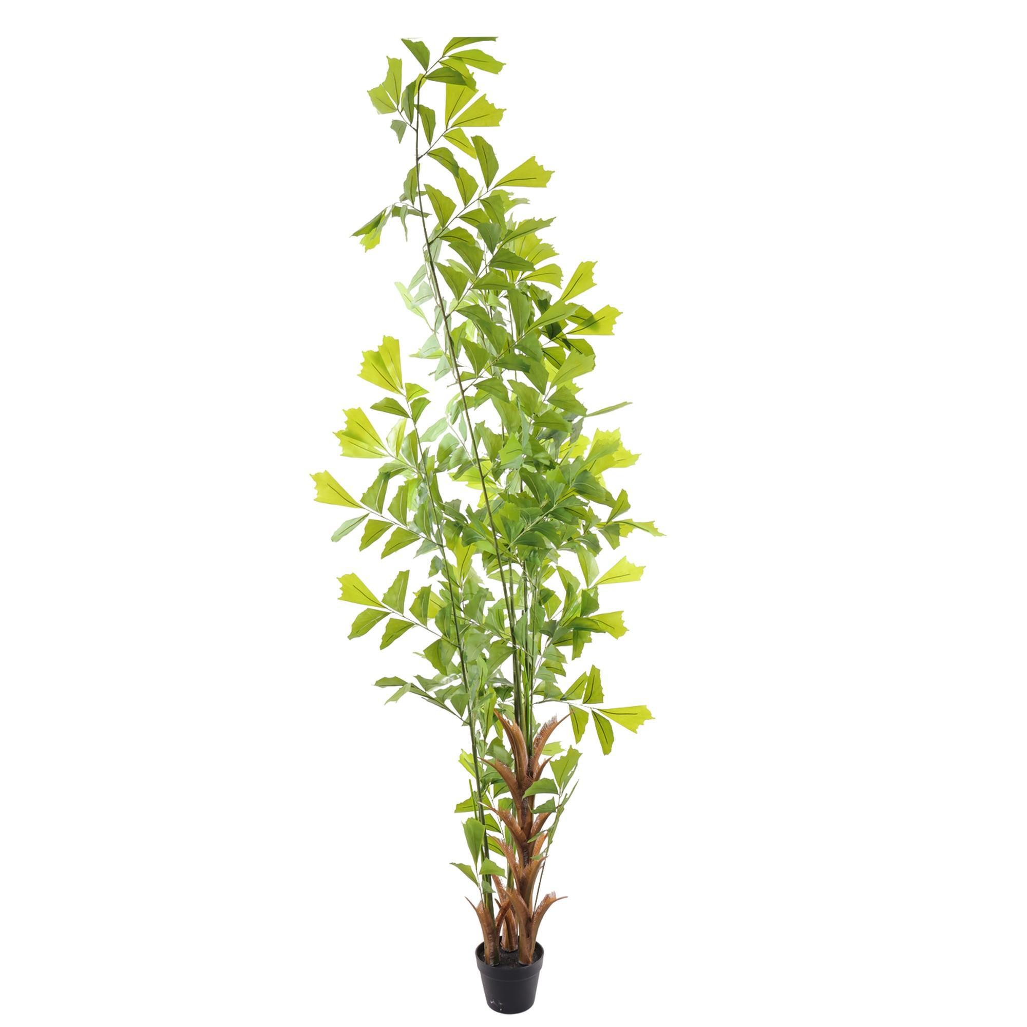 caryota ochlandra in pot - 456-503574
