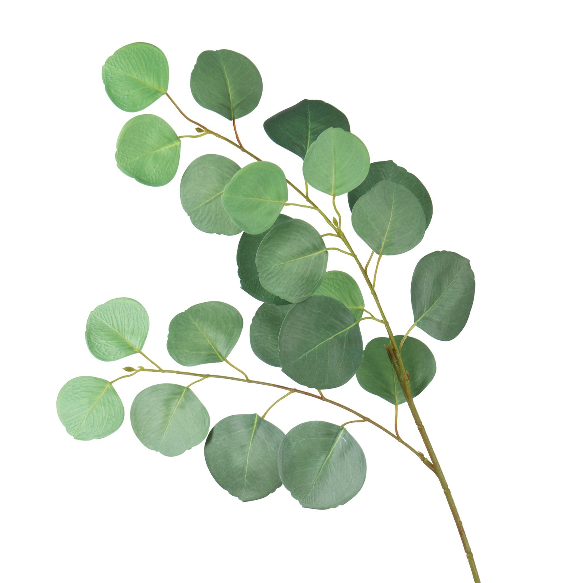 EUCALYPTUS SINGLE STEM22 LVS - 456-503649
