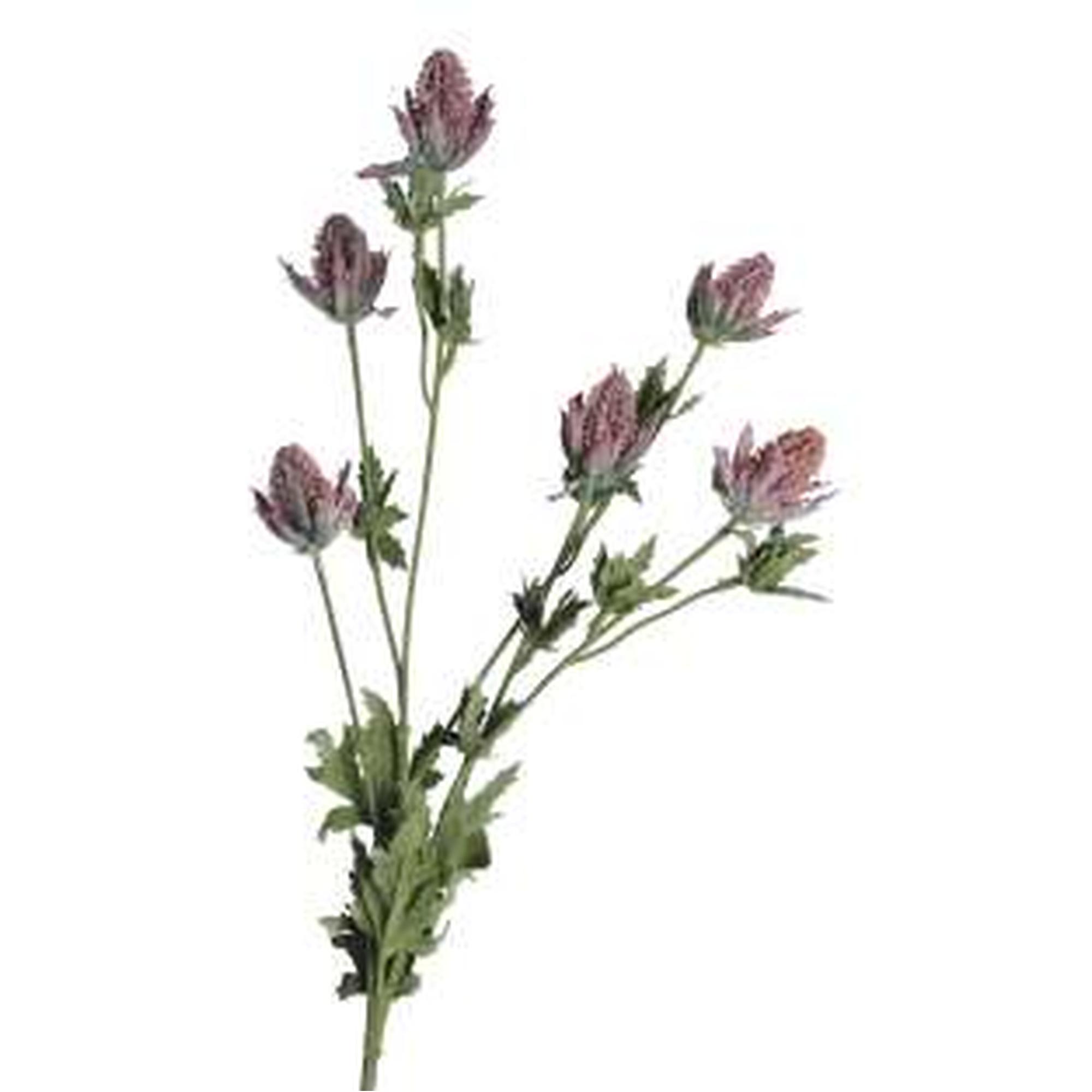 83CM THISTLE X6 - 456-512589