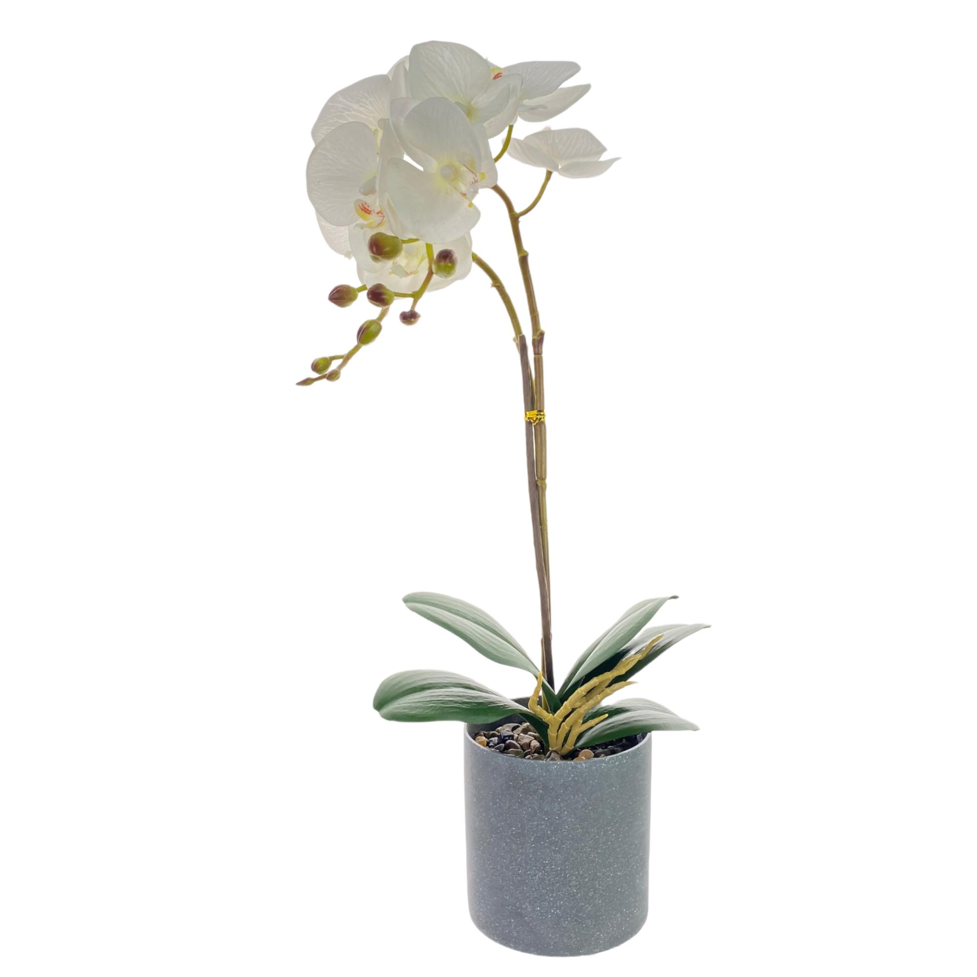 (REAL TOUCH) Potted moth orchid 50CM - 456-55324