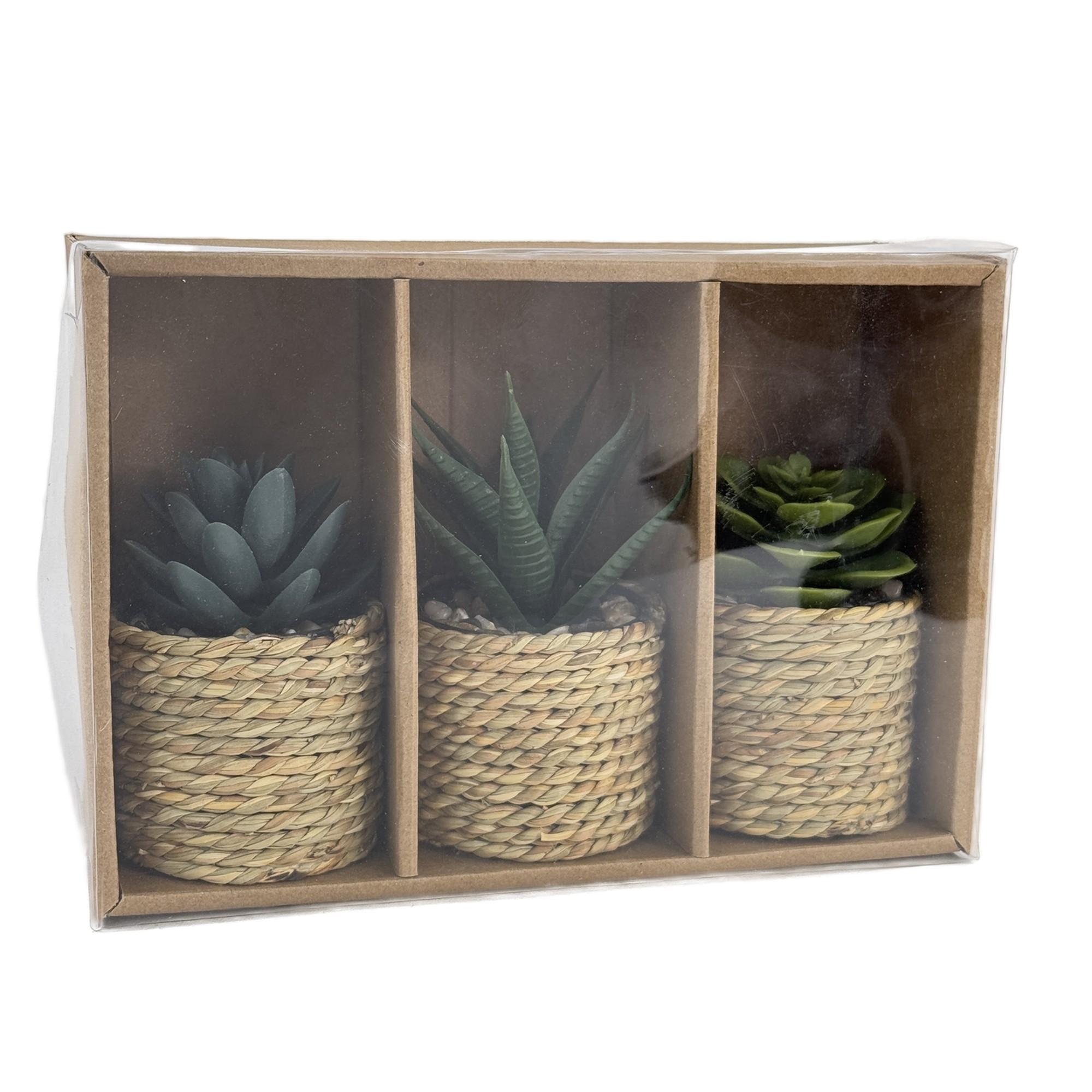 JG suculenta c/pote 3PZ 15X21 - 532-53234