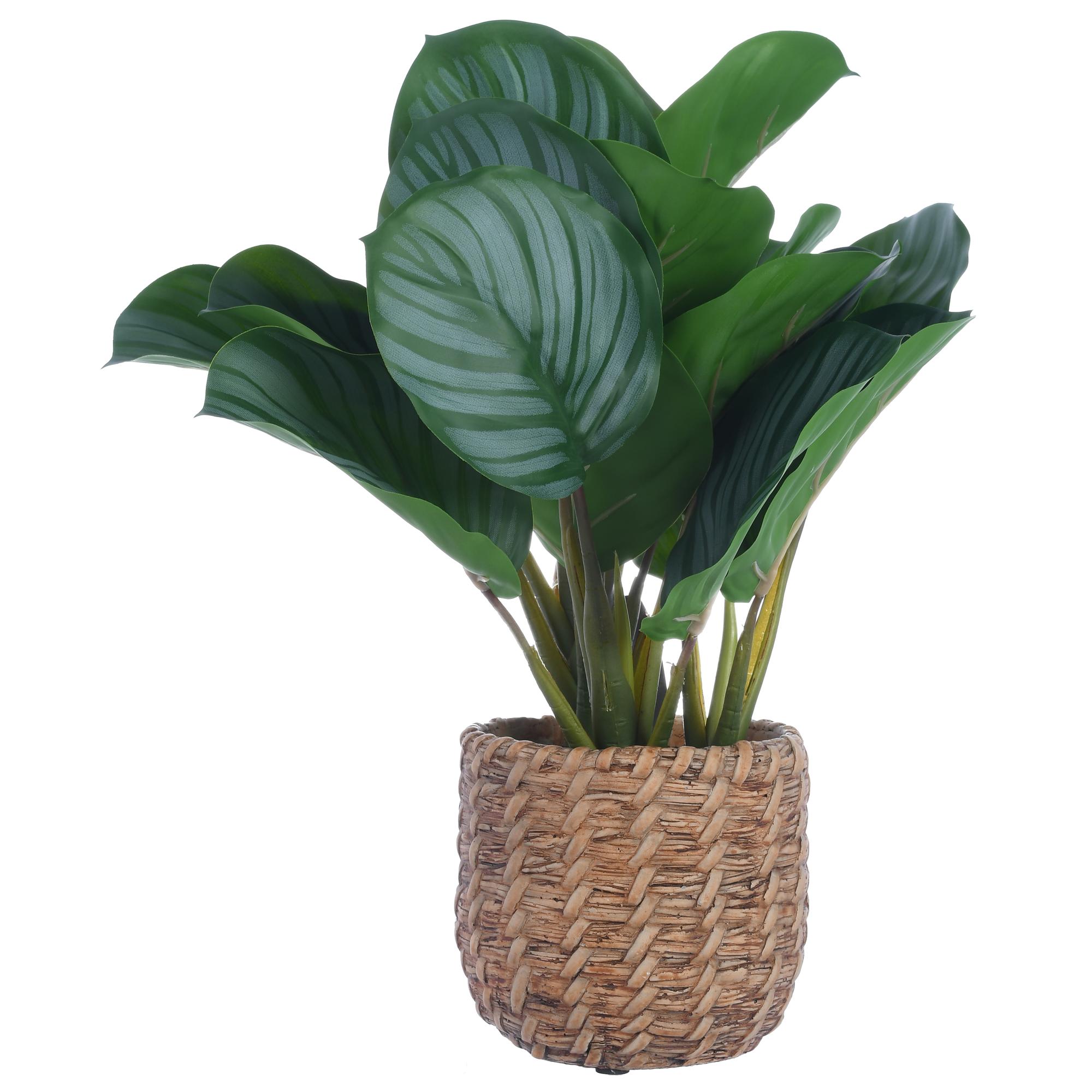 36cm Real touch arrowroot x 3bunches in cement pot(Pot size - 592-143150