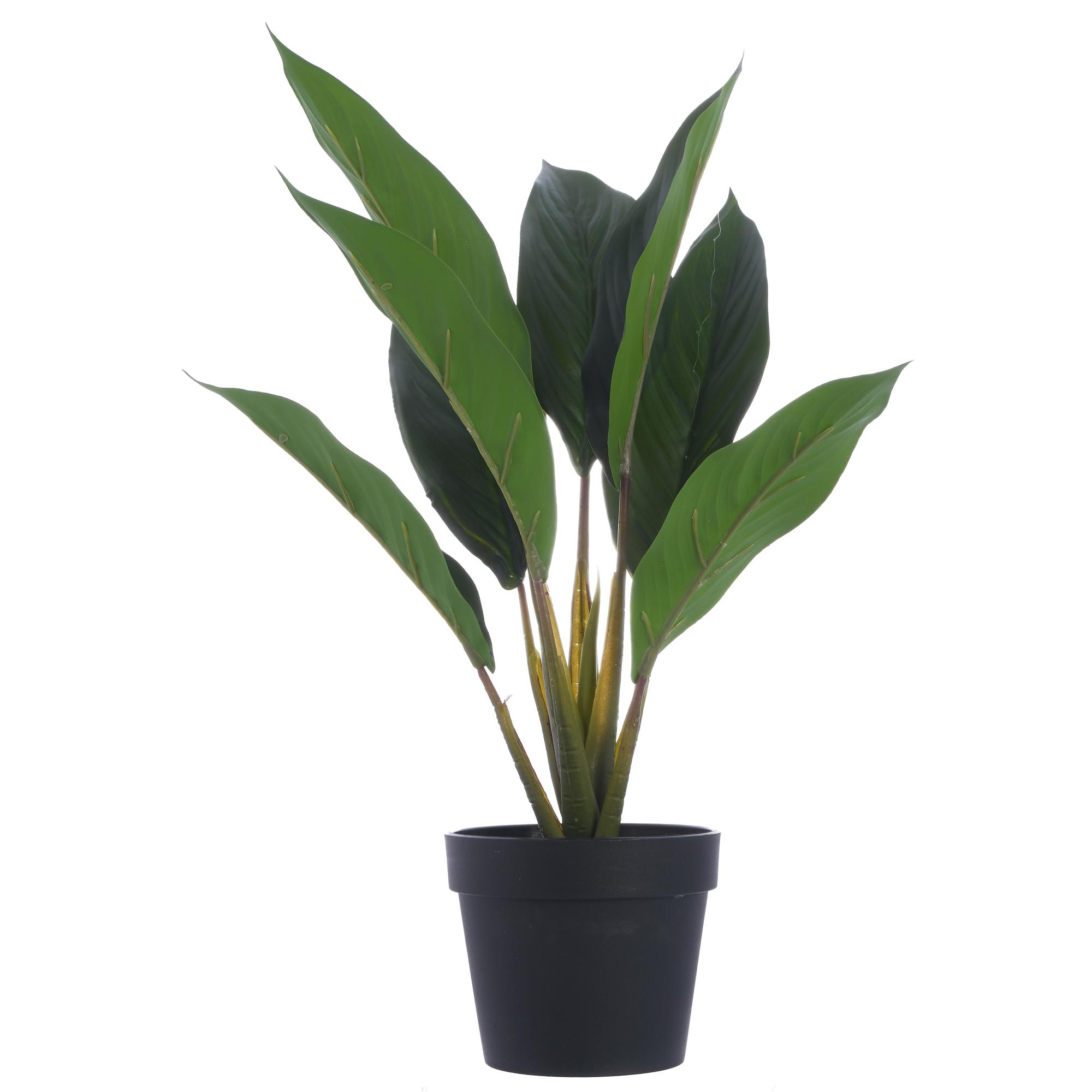 38cm Real touch anthurium x 8lvs in plastic pot(Pot size:D1 - 592-143155