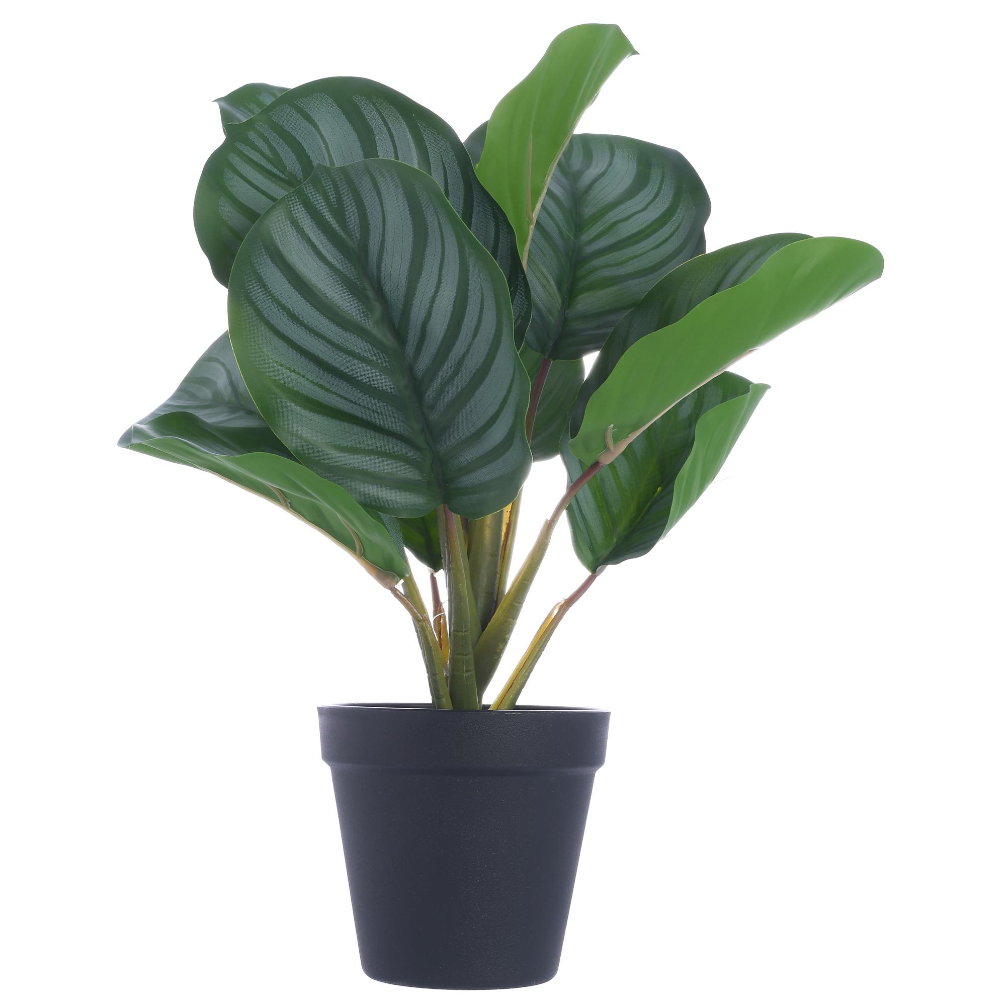 34cm Real touch arrowroot x 11lvs in plastic pot(Pot size:D - 592-143158