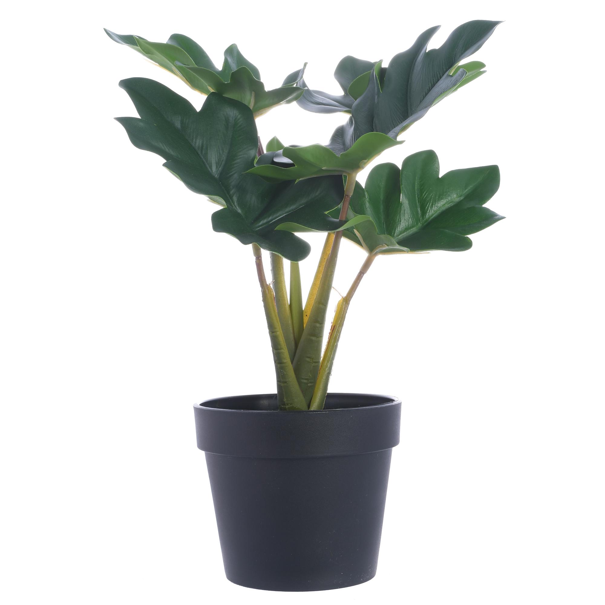 24cm Real touch philodendron x6 lvs in plastic pot(Pot size - 592-143161