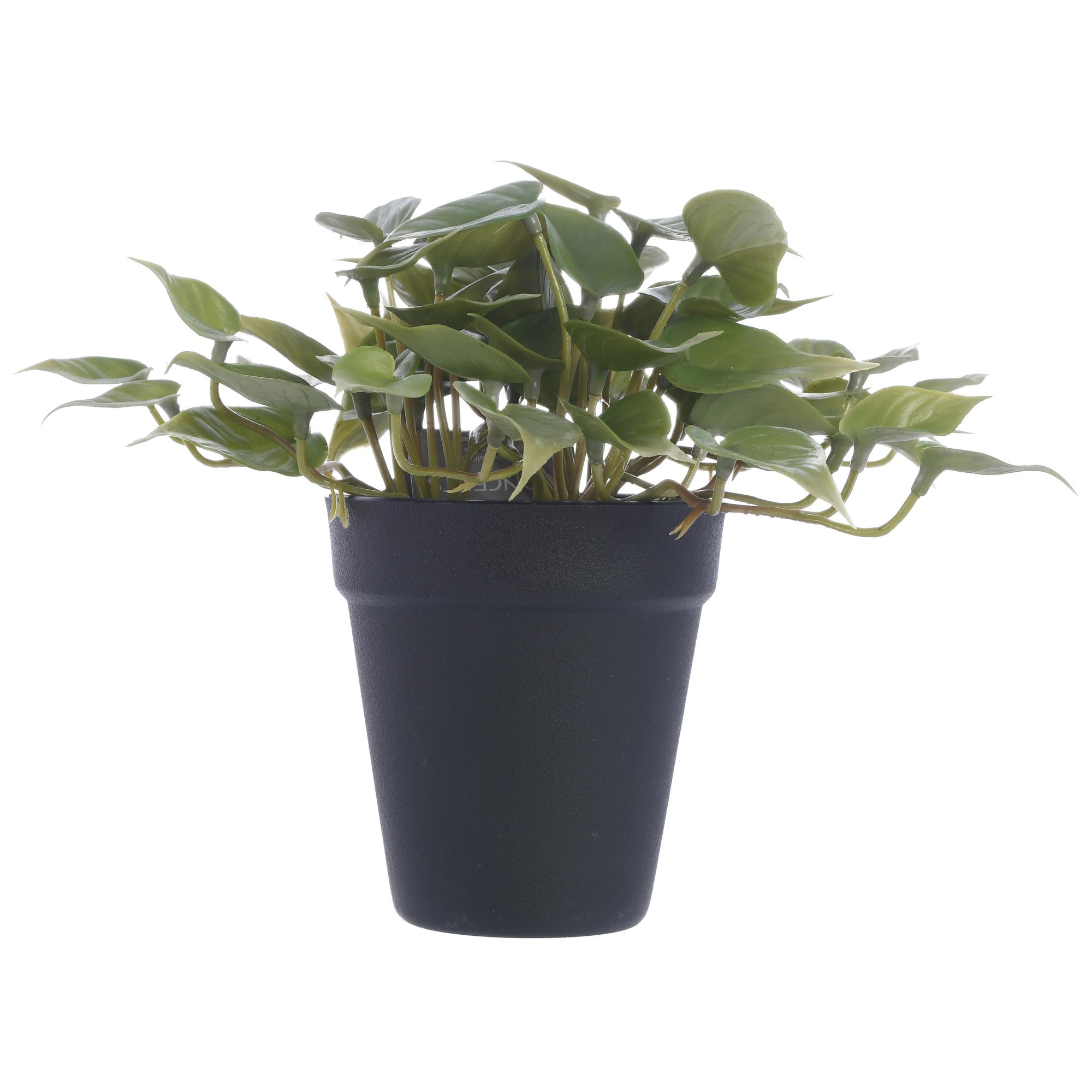 PLANTA ART C/POTE - 592-143167