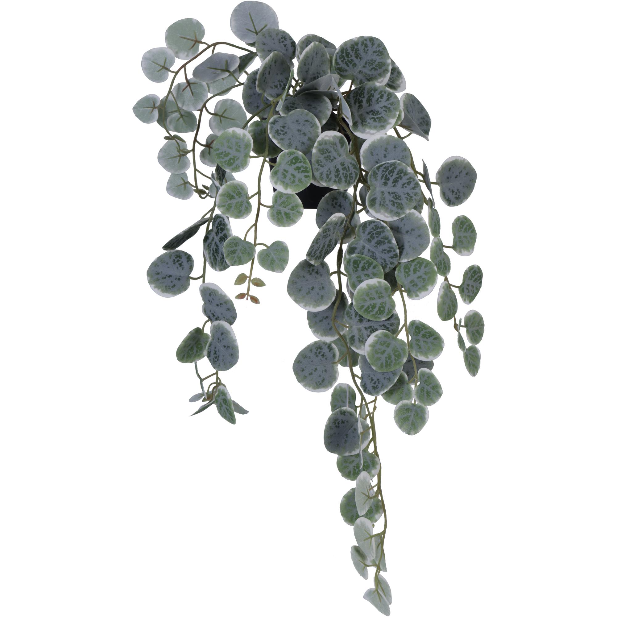 63CM CEROPEGIA WOODIIIN PLASTIC POT - 592-143210